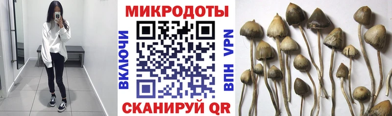 Купить  Бузулук  Галлюциногенные грибы Cubensis 